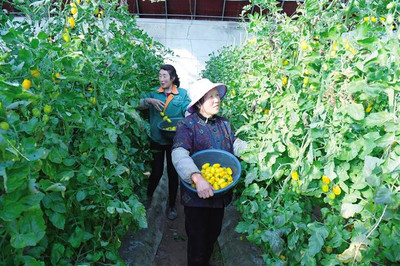 春节临近、临夏县百益现代农业园菜农在大棚里采摘、以满足市场供应